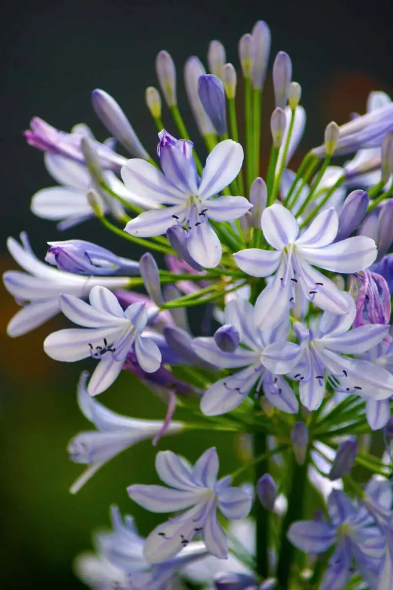agapanthus flower umbel close-up