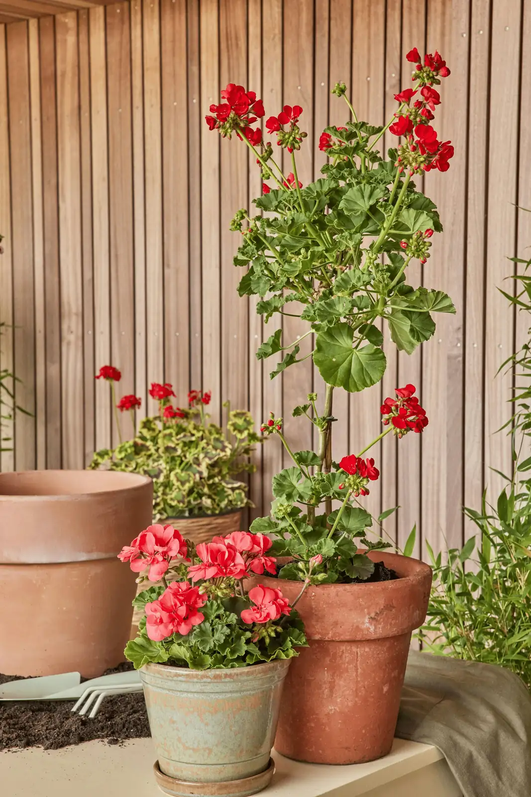 agapanthus in terracotta pots patio