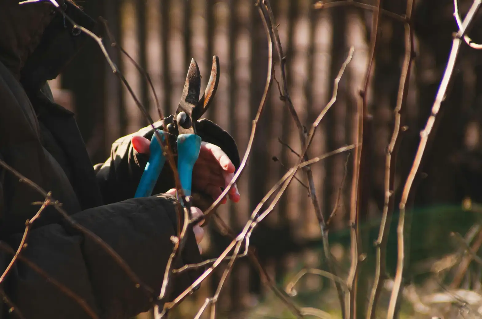agapanthus deadheading pruning shears