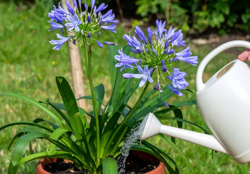 agapanthus watering in container drainage