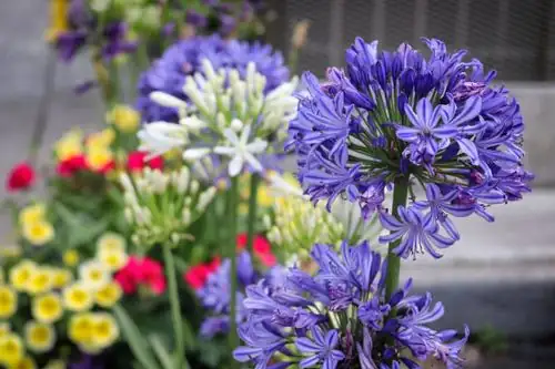 No Fireworks This Summer? 7 Reasons Your Agapanthus Won’t Bloom—and the Fixes