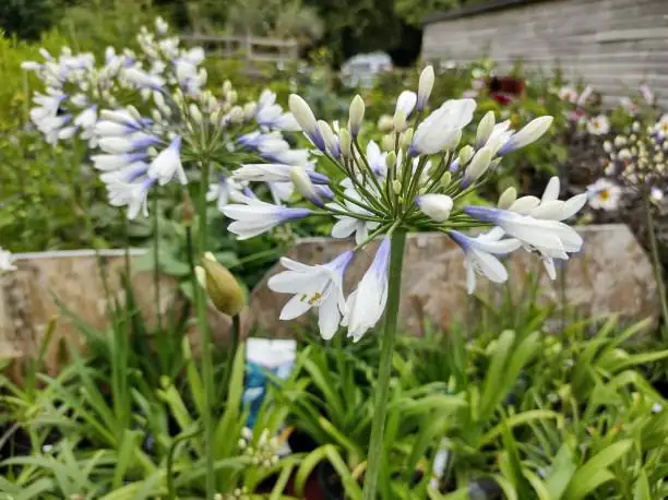 agapanthus leaves and umbels close-up