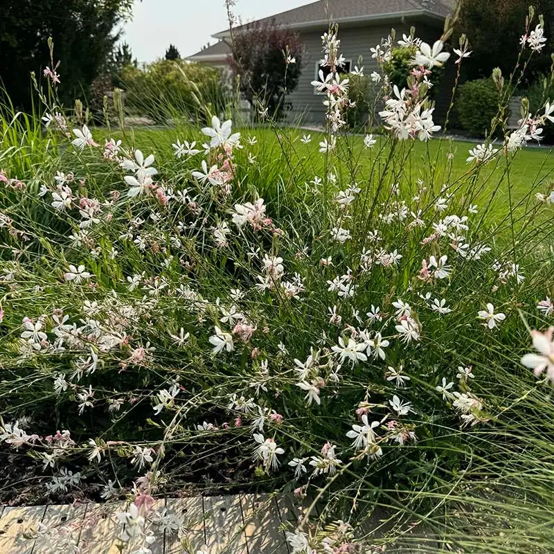 agapanthus full sun patio container