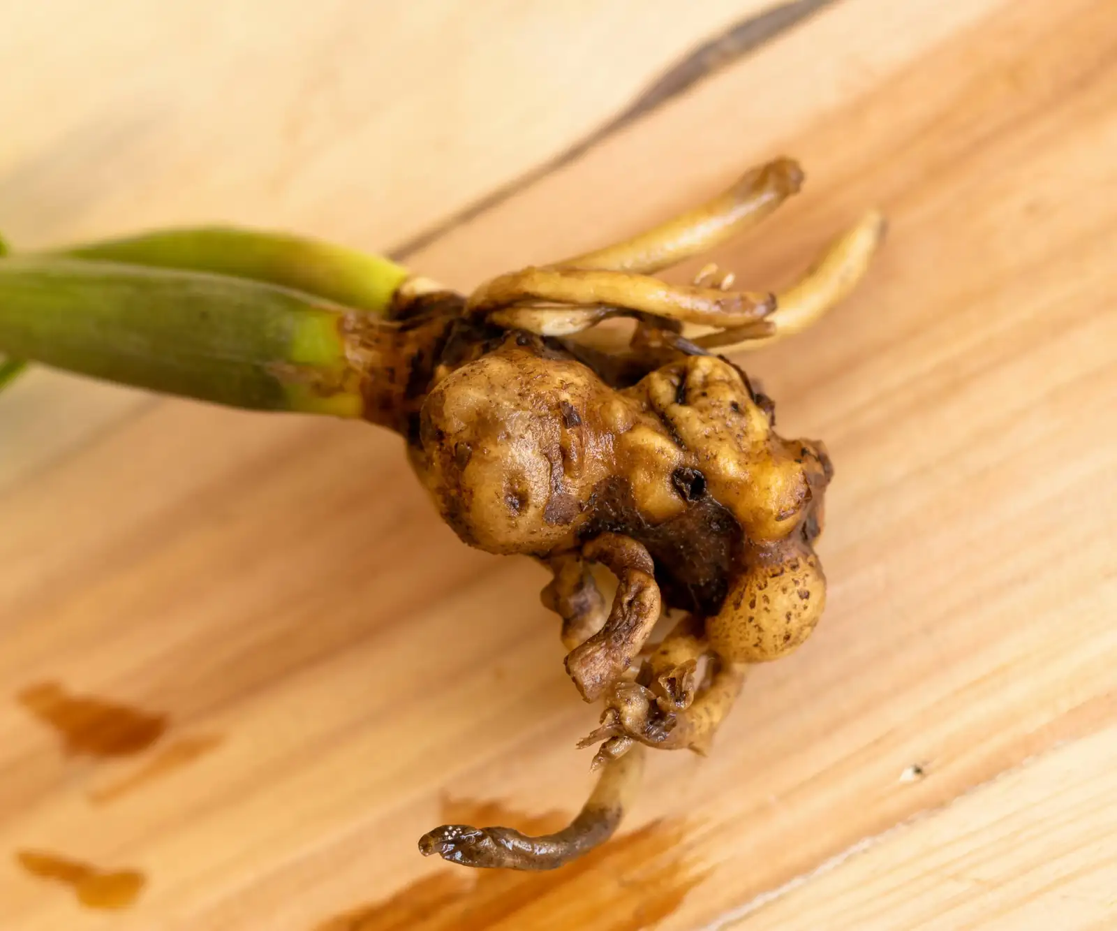 agapanthus rhizome root rot close-up