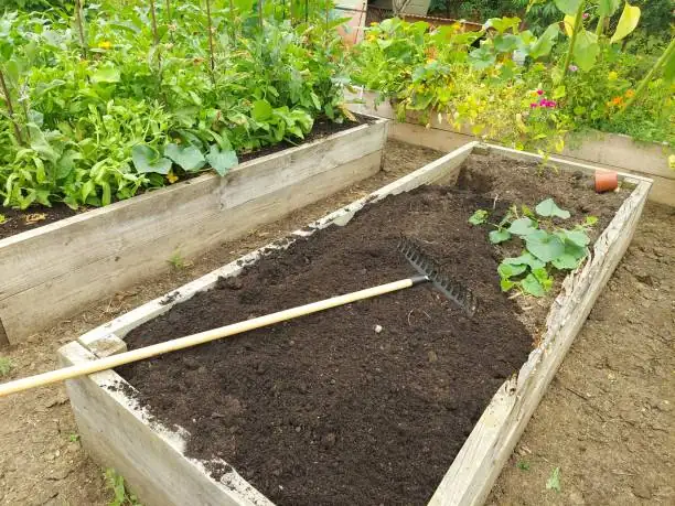 agapanthus sandy loam raised bed