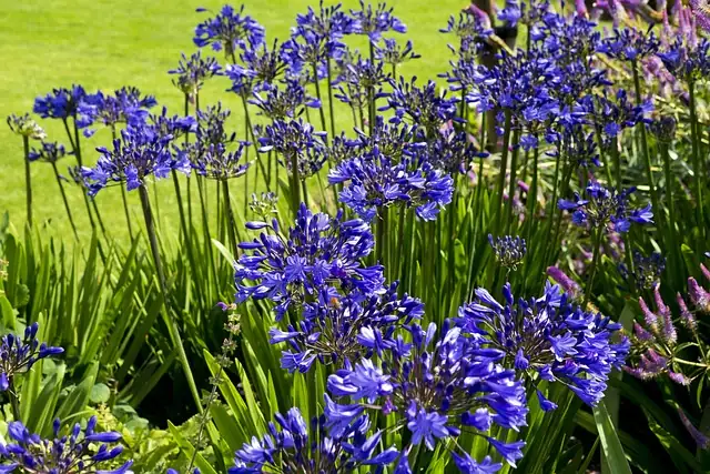 agapanthus drip irrigation deep soak
