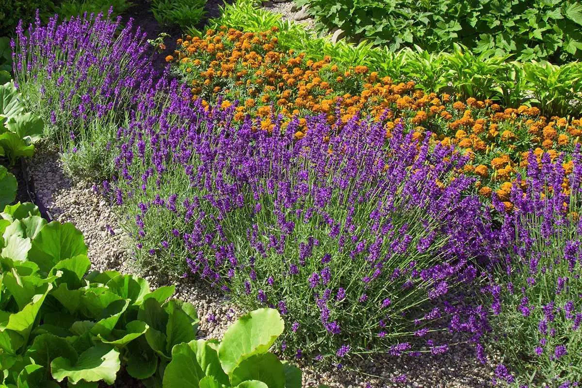 agapanthus with lavender and grasses