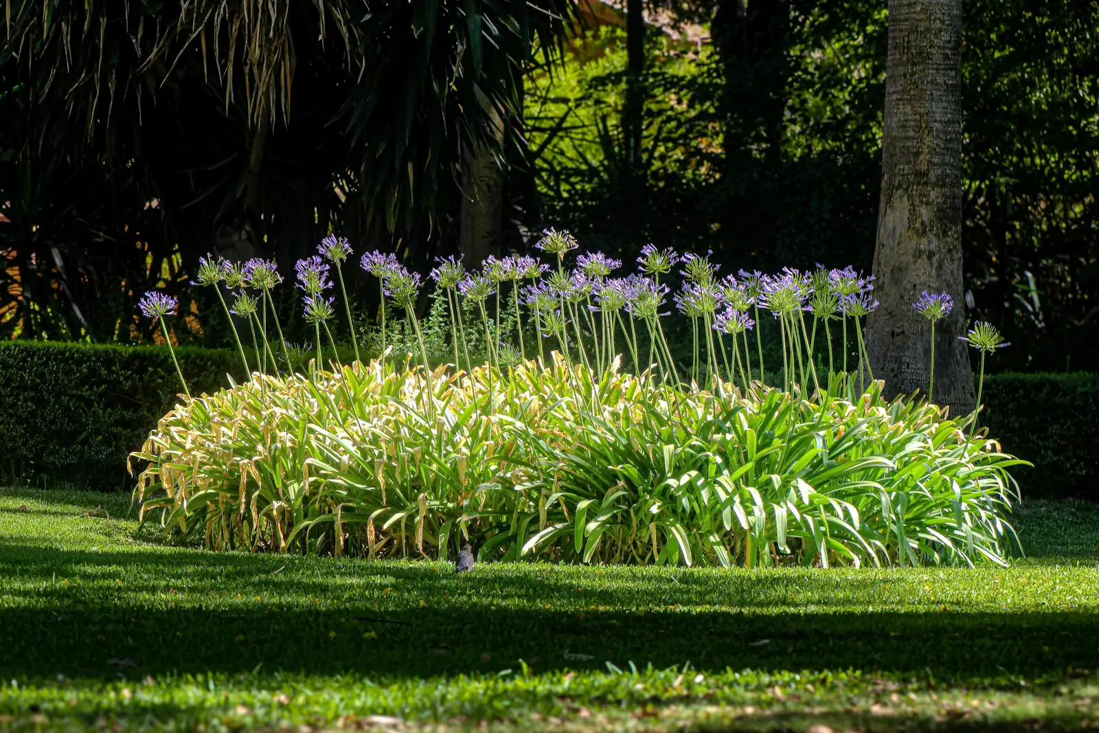 agapanthus deadheading spent flower stalk