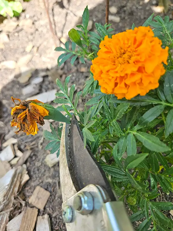 african marigold deadheading hand pruners