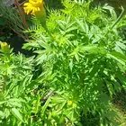 African marigold potted plant gift