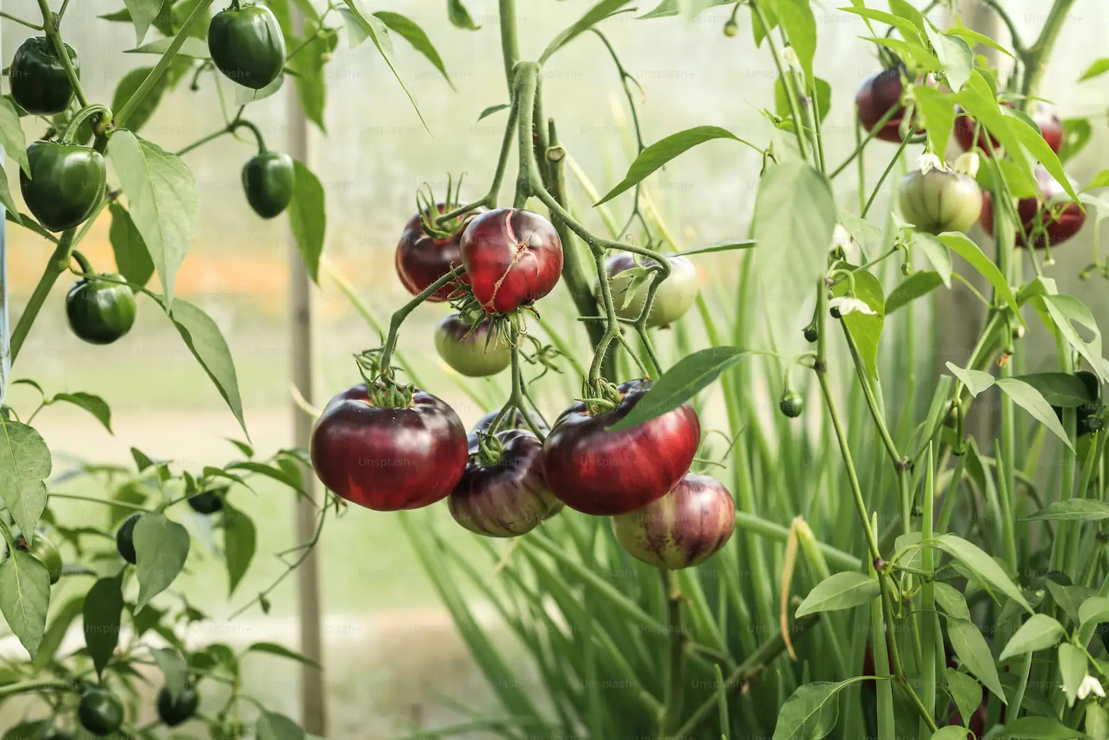 Tomatoes Love a Wingman: The Real Science (and Myths) of Planting Marigolds in the Veggie Patch