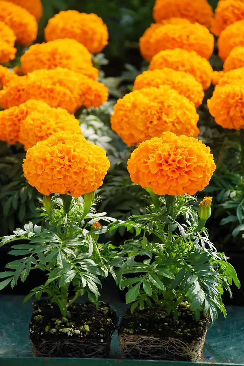 African marigold roots soil close-up