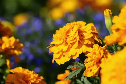 hoverfly on African marigold flower