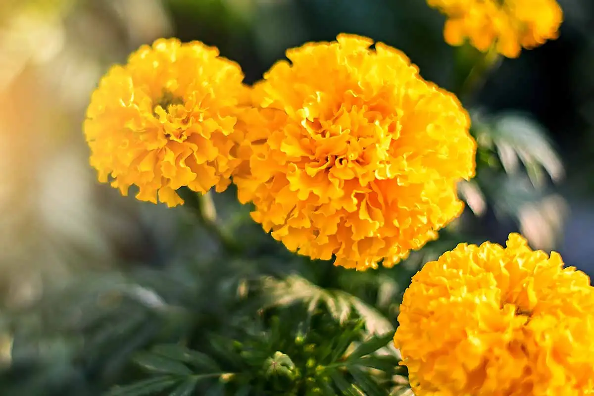 60 Days to Glow: Seed‑Starting African Marigolds Like a Pro