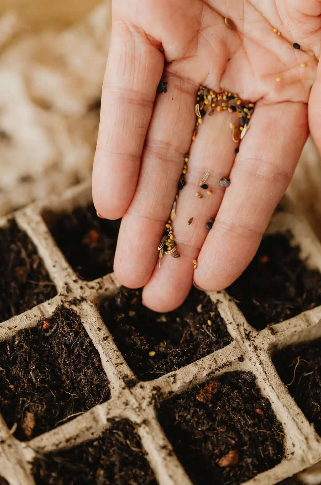 African marigold seeds sowing tray