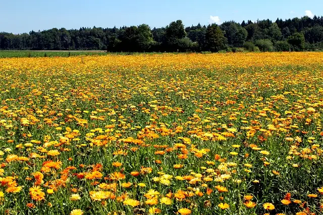 African marigold varieties in field