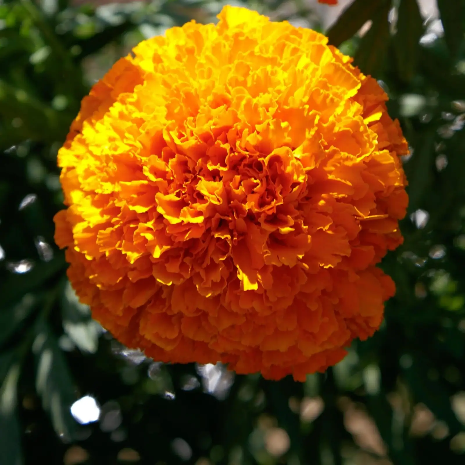 African marigold support netting rows