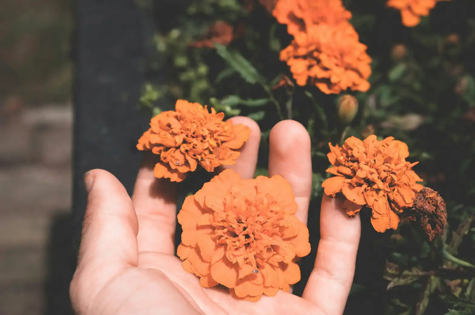 African marigold pinching hands close-up