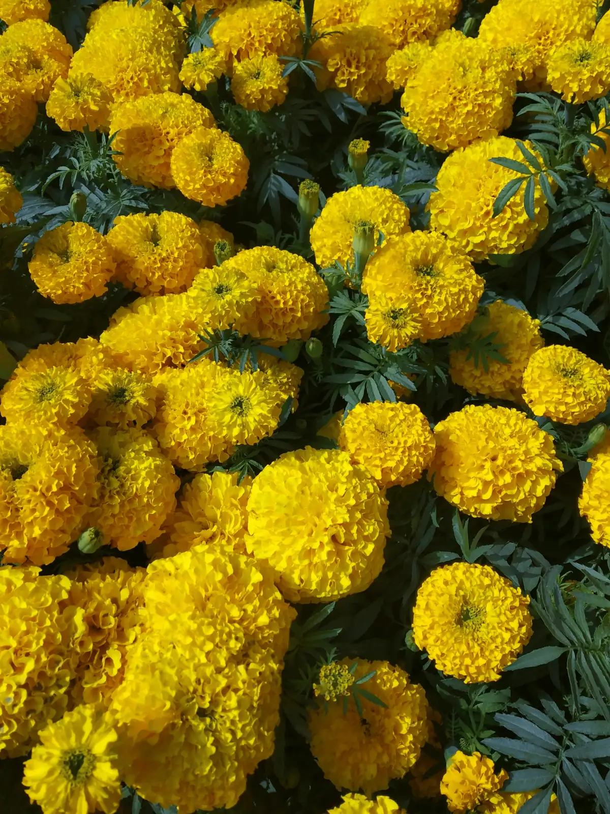 African marigold cut stems in bucket