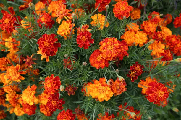 african marigold potting mix perlite