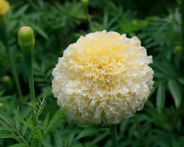 African marigold seedlings pinching hand