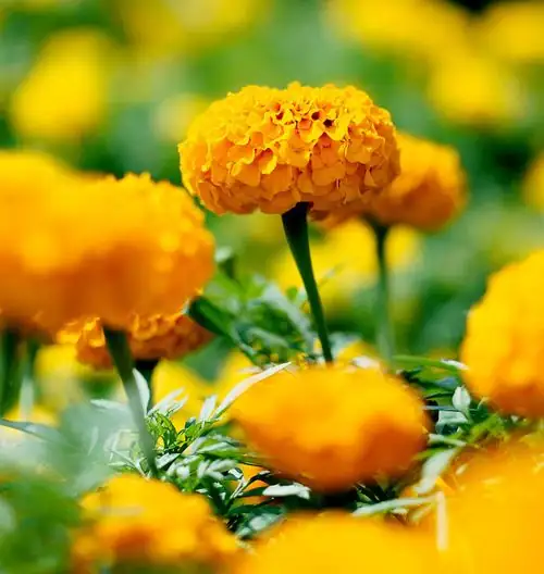 African marigold stem angled cut
