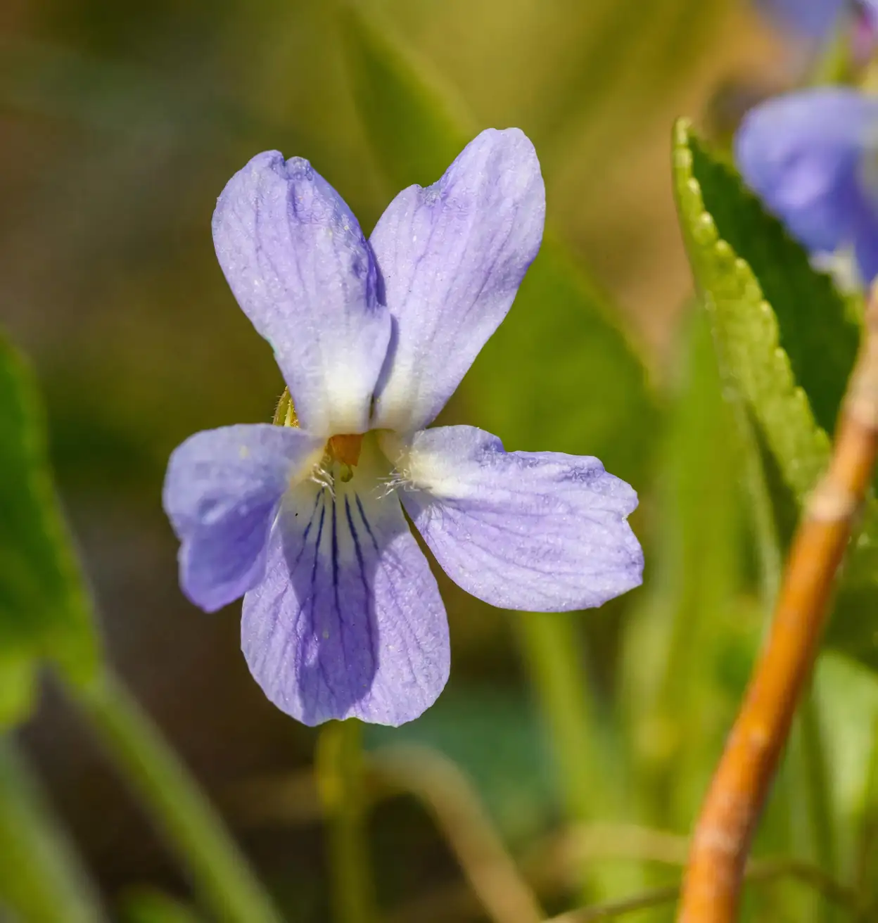 Cool Shade, Big Fragrance: The No-Stress Care Playbook for Sweet Violet