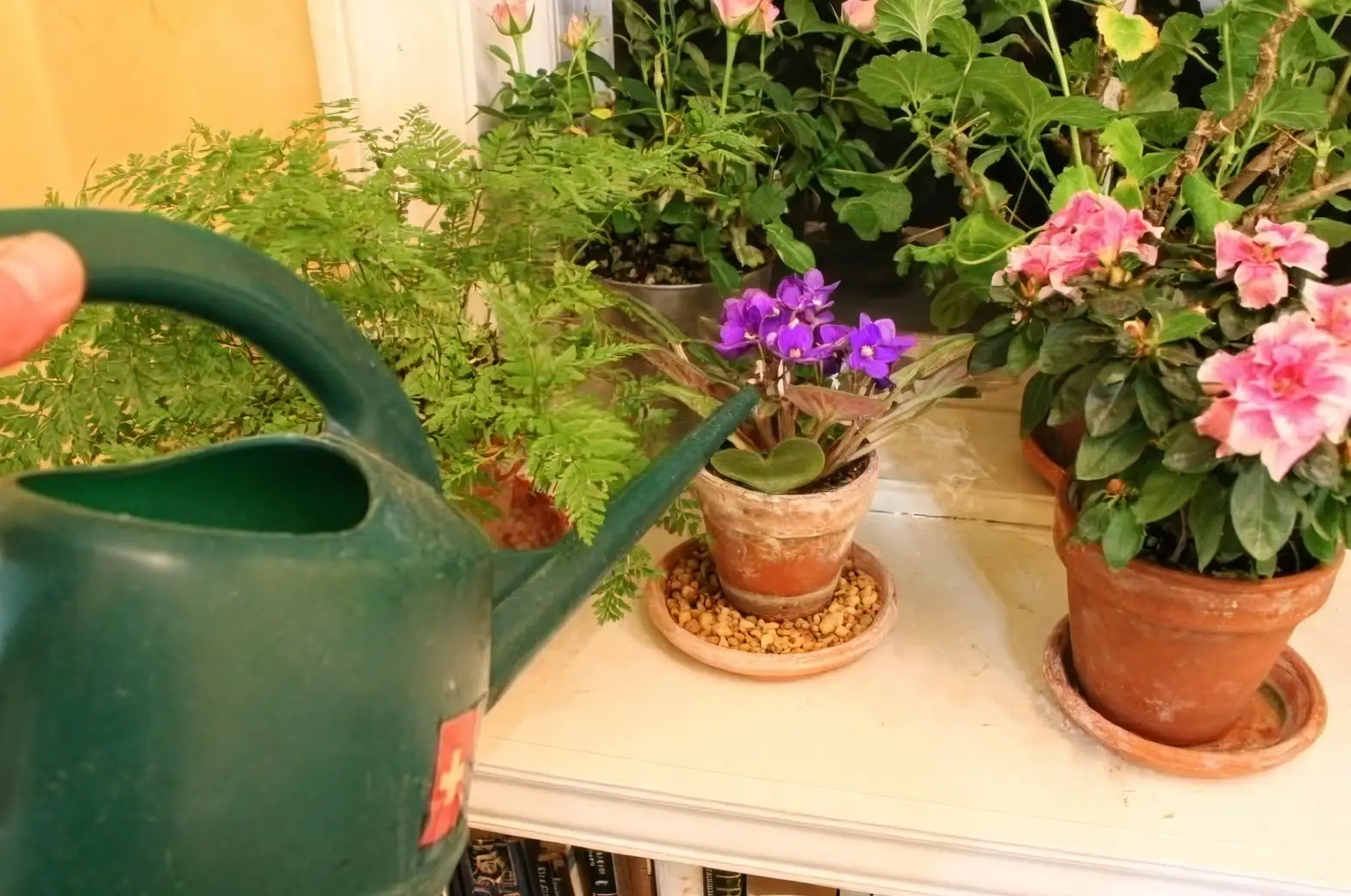 sweet violet watering soil line