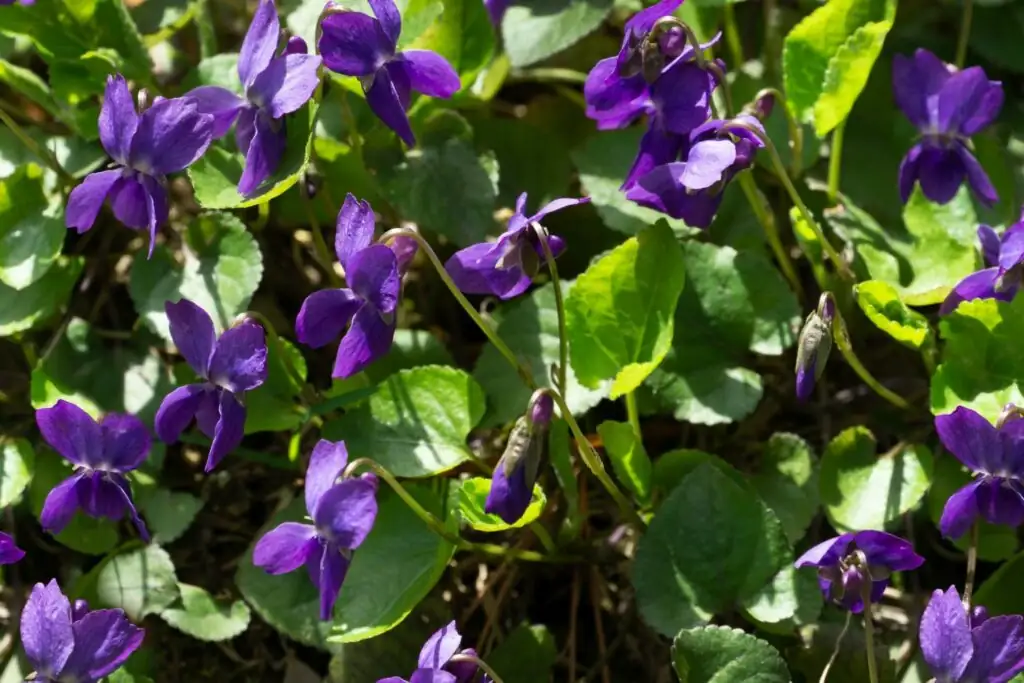 sweet violet mulching around crown