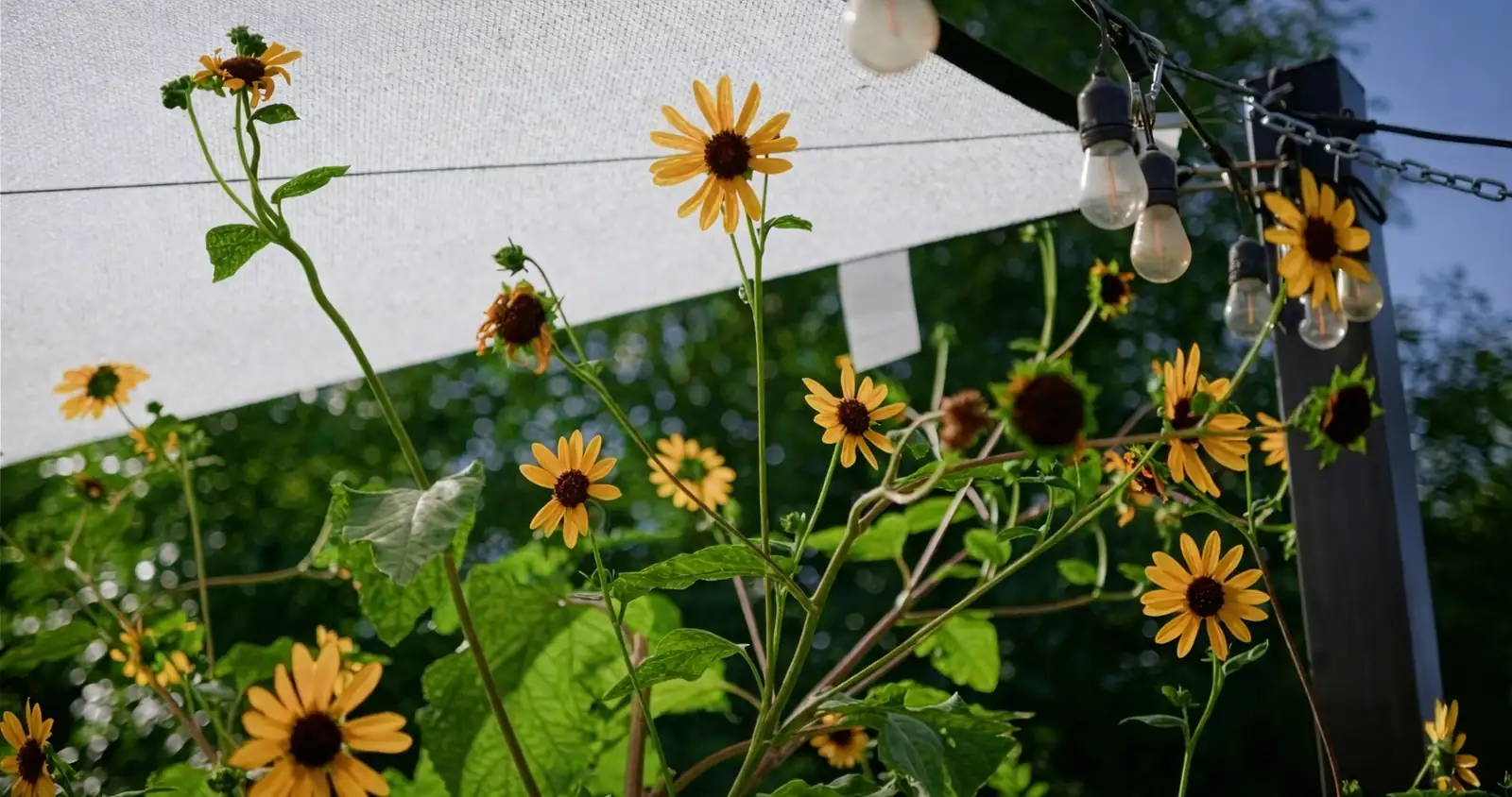 sweet violet summer shade cloth