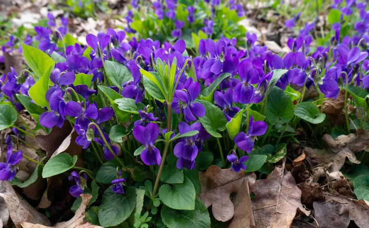 Violet vs. Pests: Beat Mildew, Aphids, and Slugs Without Losing the Bloom