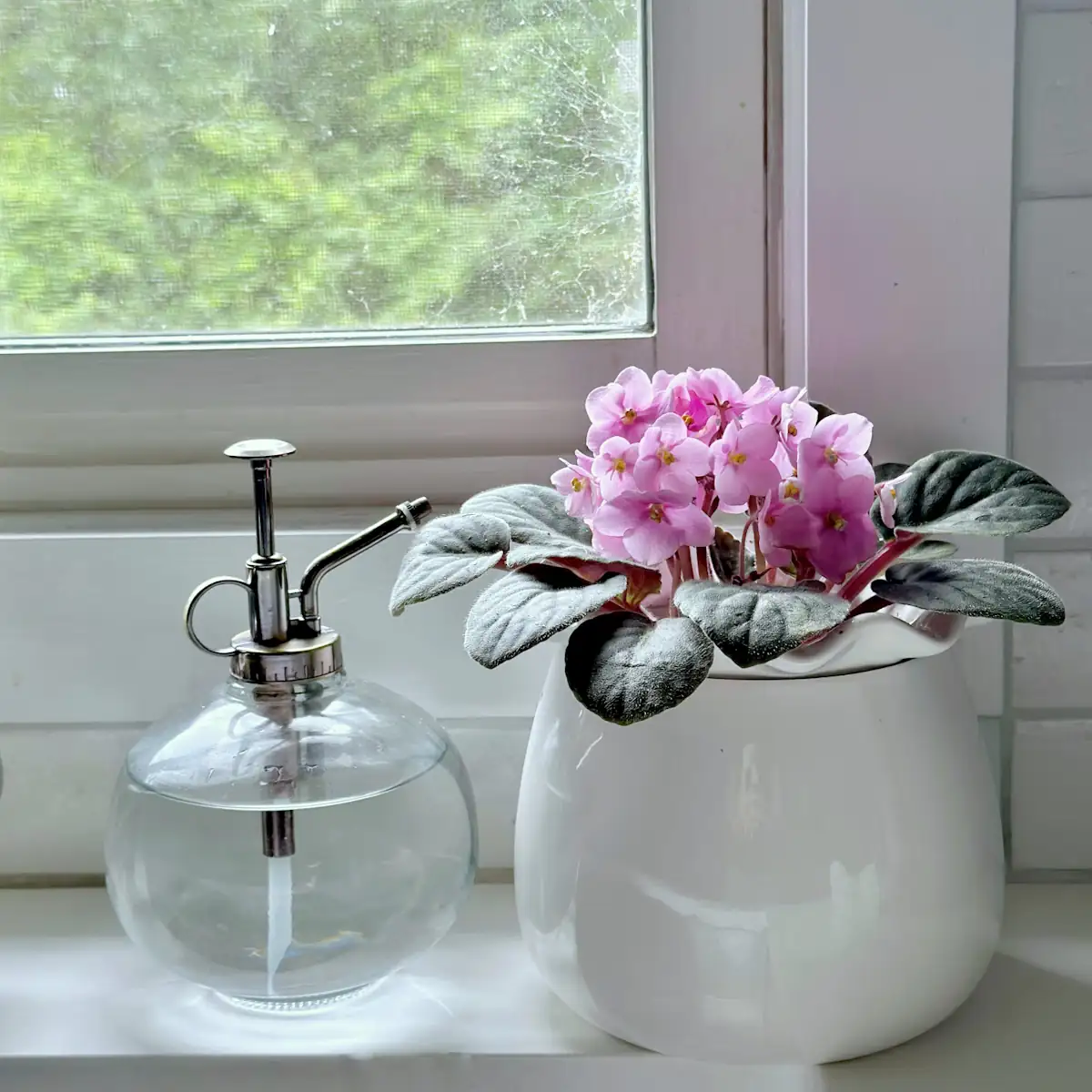 sweet violet bottom watering tray