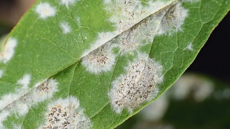 sweet violet powdery mildew close-up