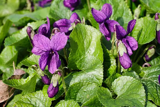 aphids on sweet violet stems