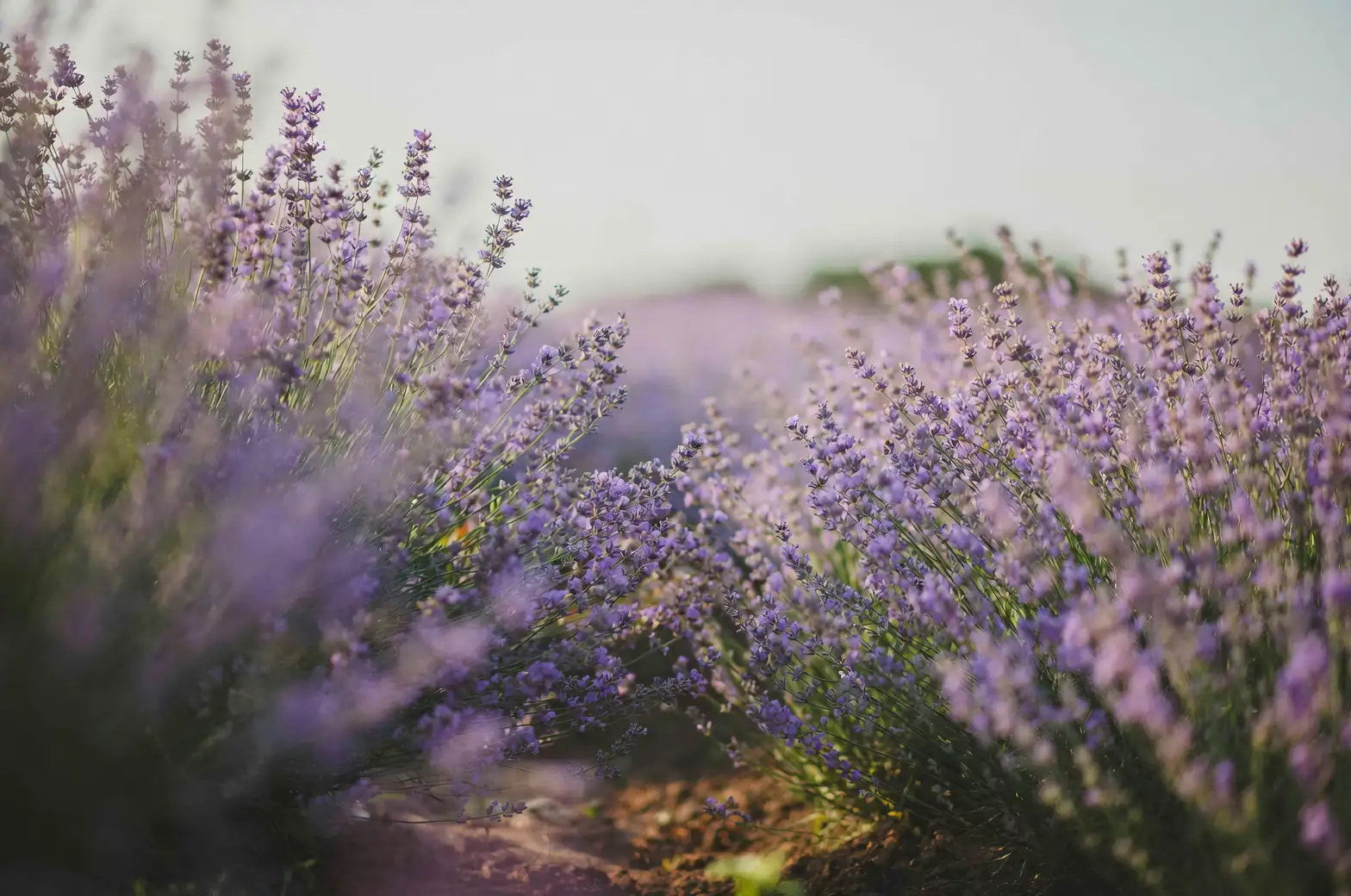 From Greek Myths to Napoleon’s Locket: How Sweet Violet Won Europe’s Heart
