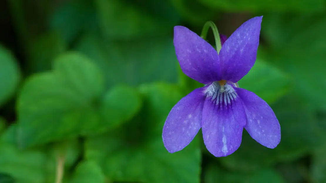 person smelling sweet violet flower
