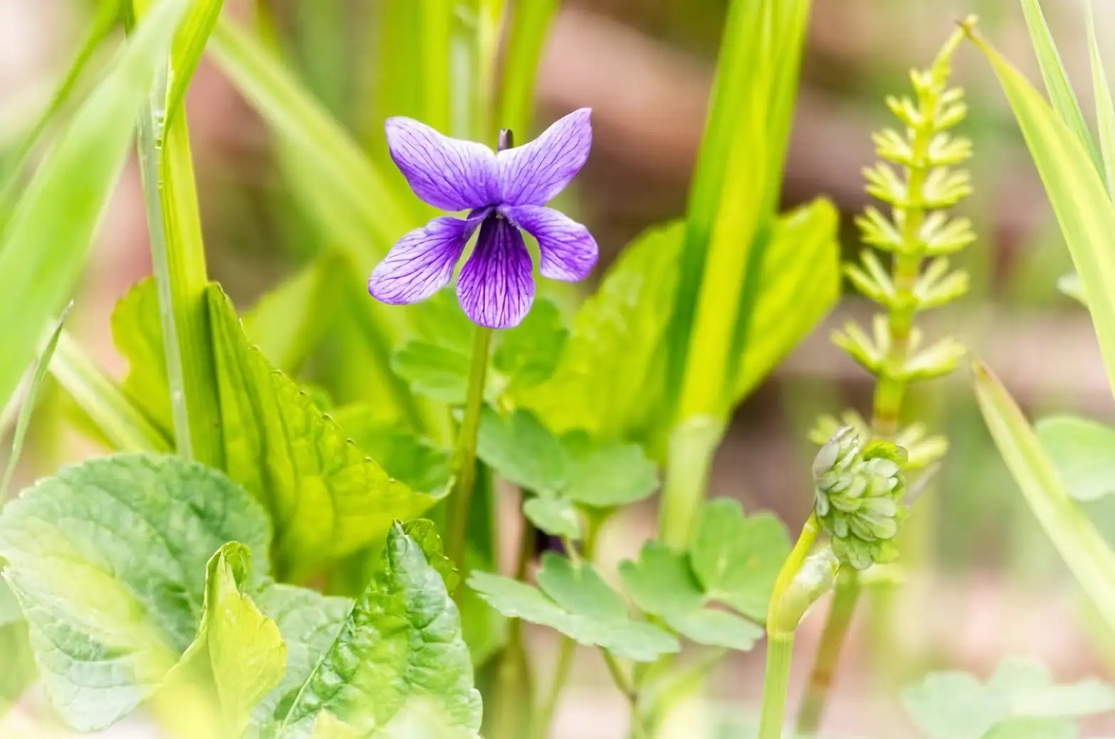 viola odorata leaf and flower close-up