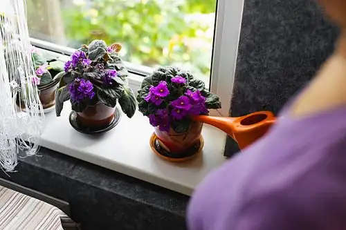 sweet violet potted windowsill