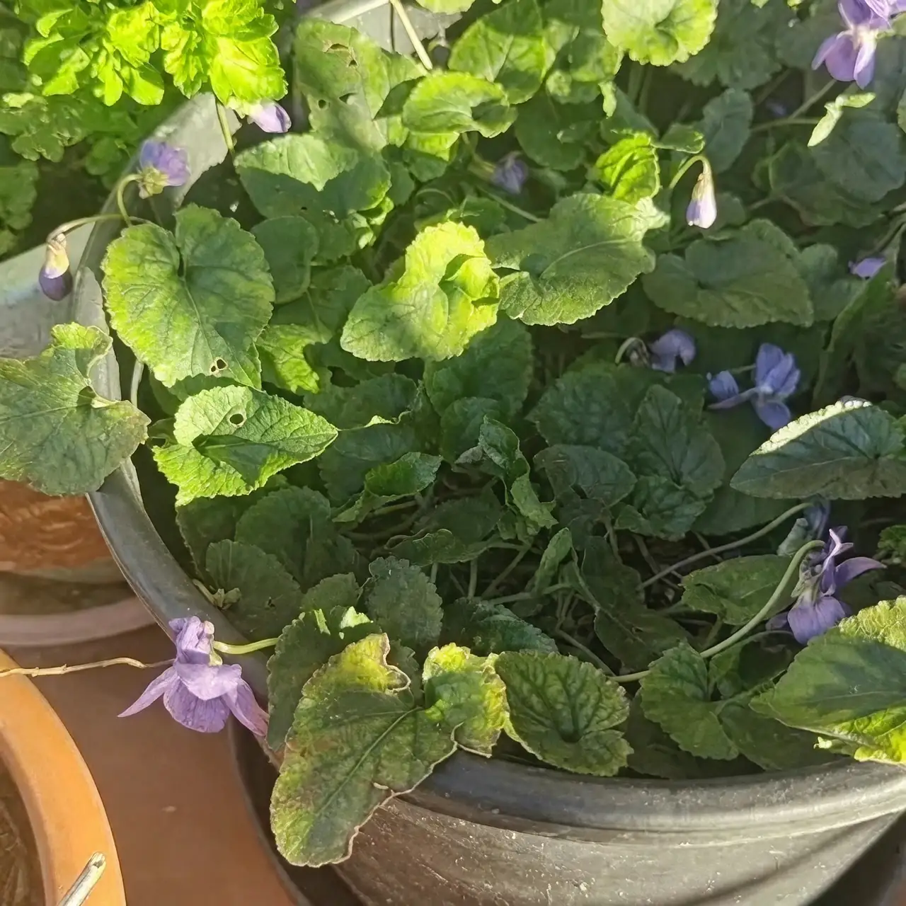 viola odorata clump division hands