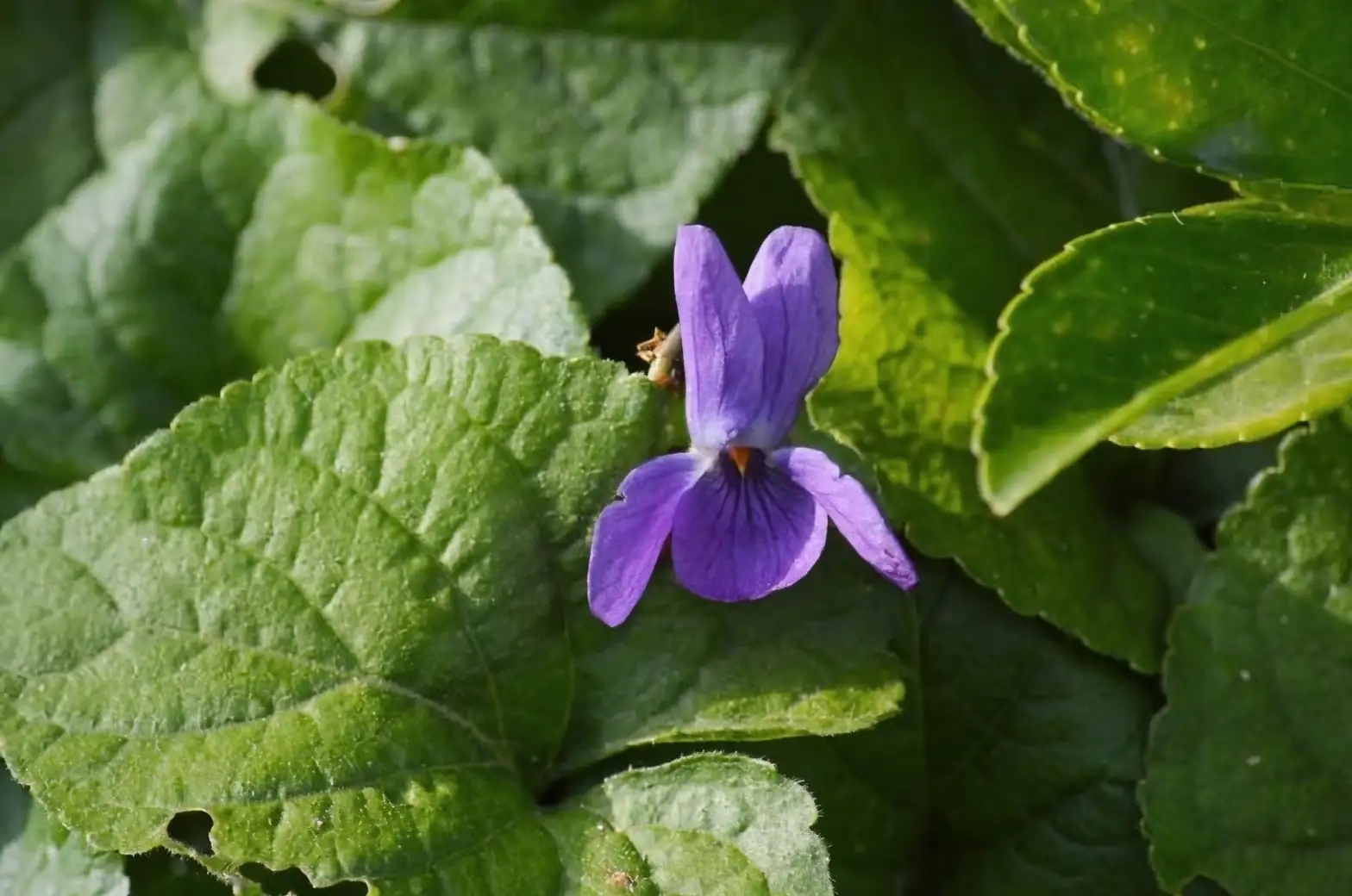 viola odorata seed capsule close-up