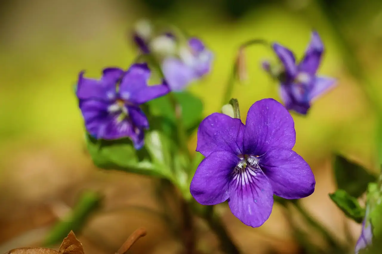 Why Real Violet Perfume Is So Rare: The Chemistry and Craft Behind That Elusive Scent