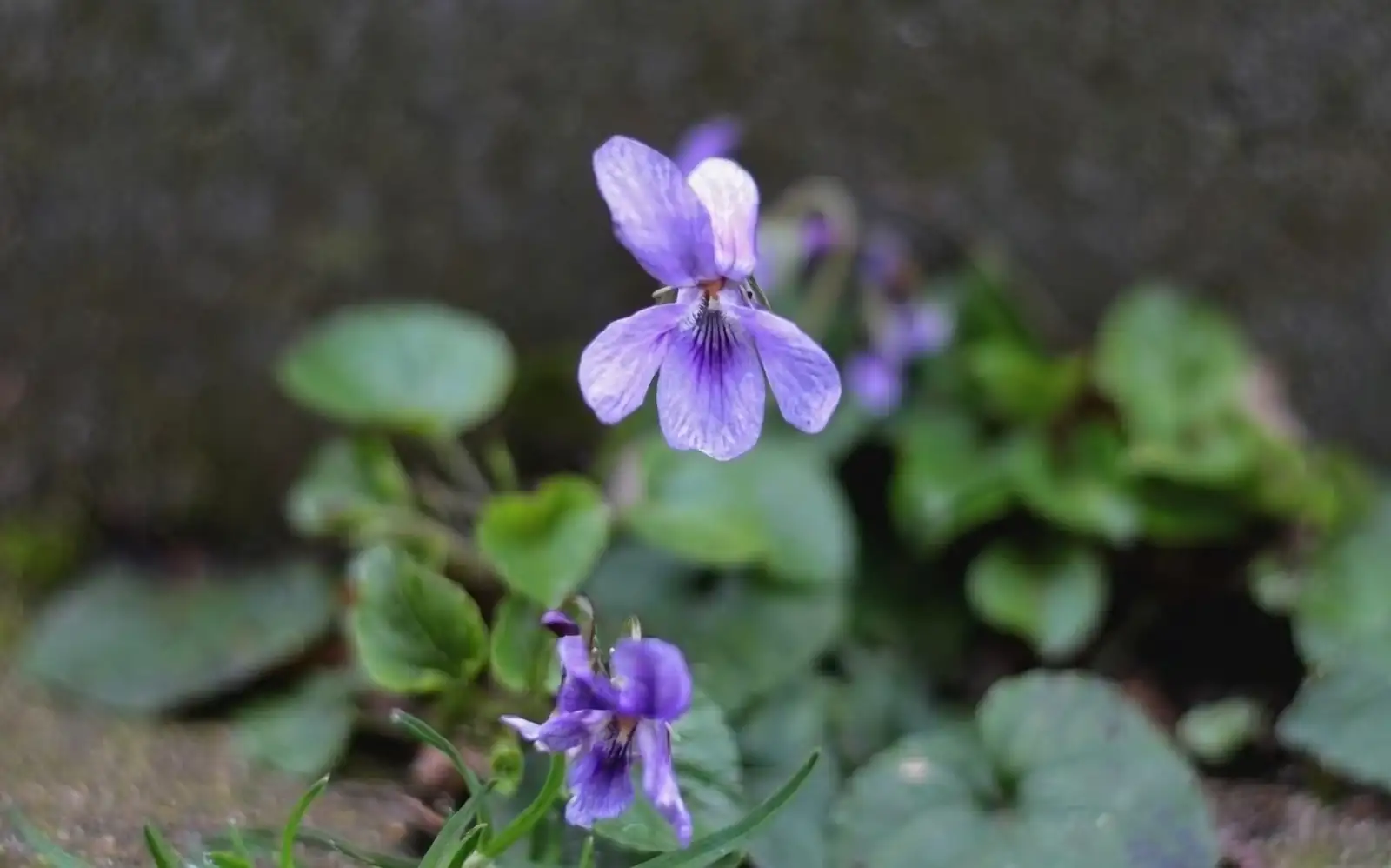 viola odorata flower and leaf comparison