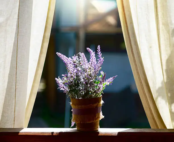 Balcony and Windowsill Violets: Cool-Season Container Tricks for Continuous Fragrance
