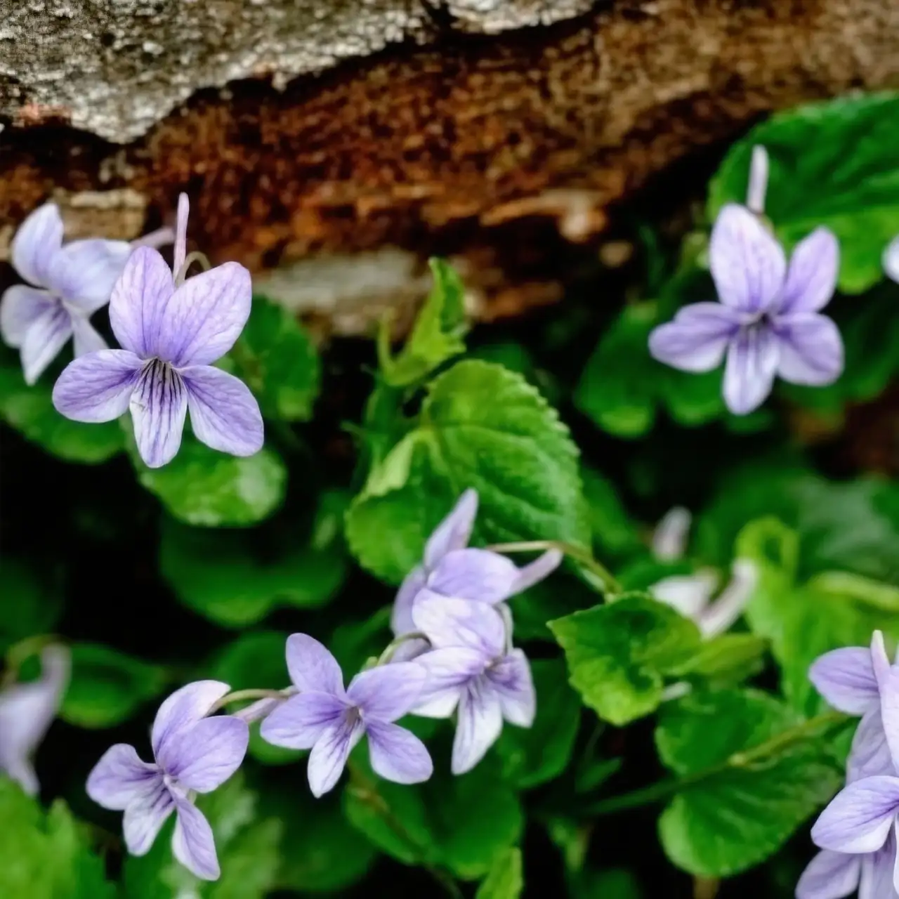 sweet violet balcony morning shade