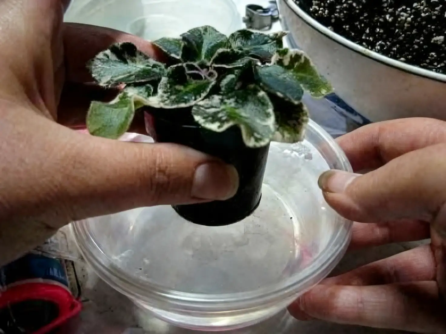 sweet violet bottom watering saucer