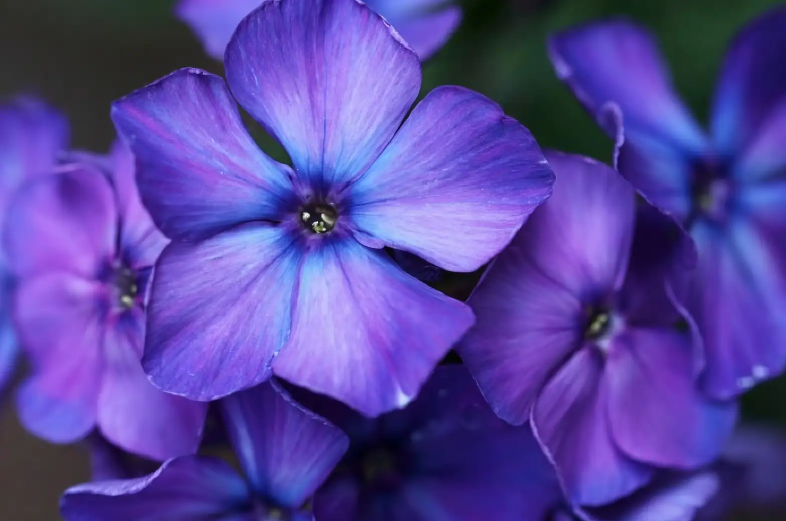 sweet violet container shade patio
