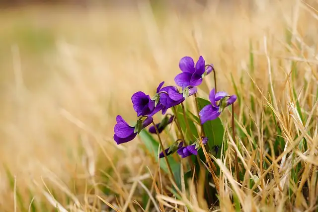 sweet violet division runners hand