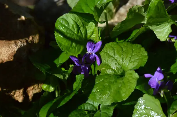 viola odorata flower close-up
