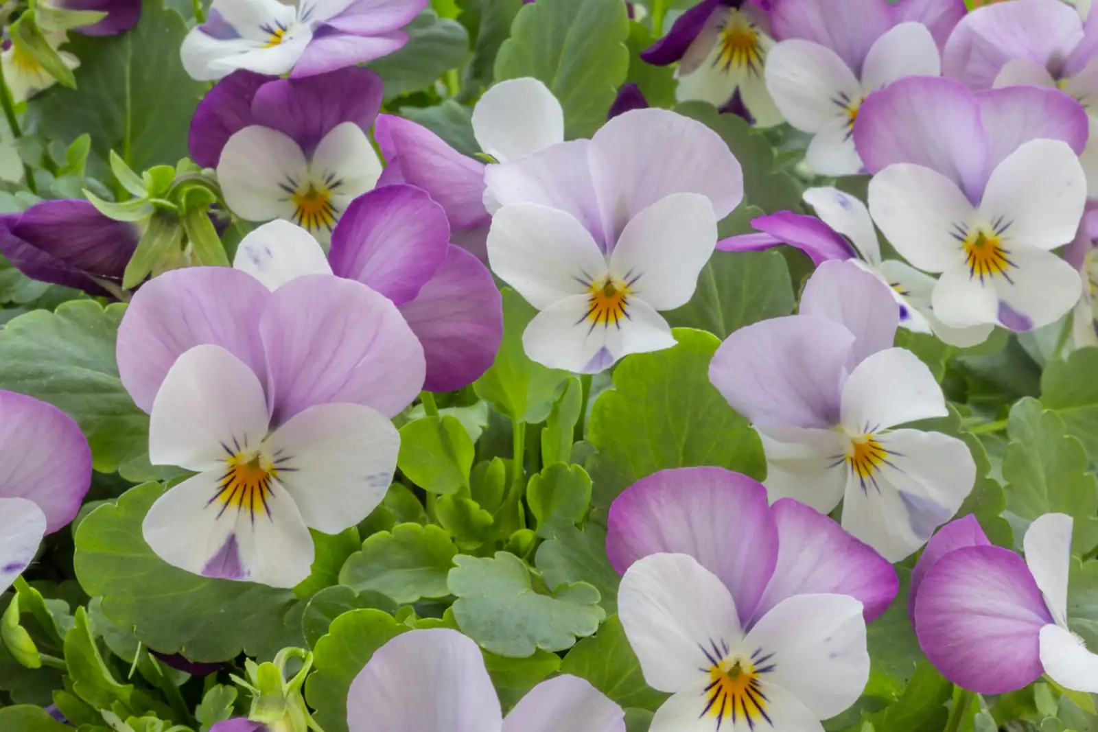sweet violet purple and white