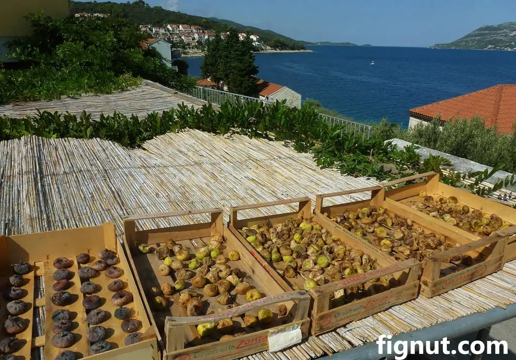 figs sun drying on mesh trays